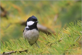 <p>SÝKORA UHELNÍČEK (Periparus ater) /Coal tit - Tannenmeise/</p>